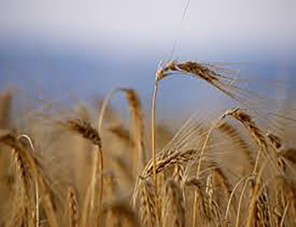 Пшеница лошег квалитета, извоз пао пет пута